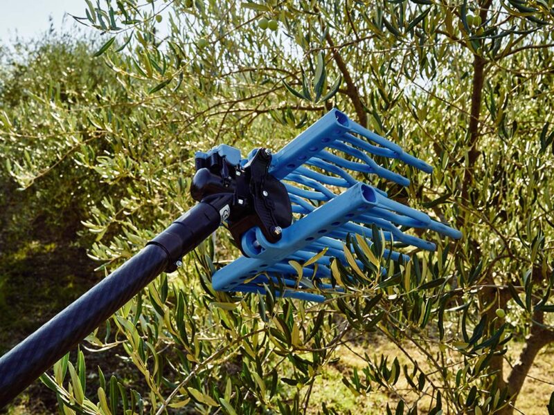 Campagnola Olistar Metal Top abbacchiatore pneumatico in lavoro su olivo