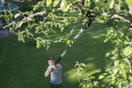 Cesoie telescopiche Fiskars UP 86 per potatura di rami su albero