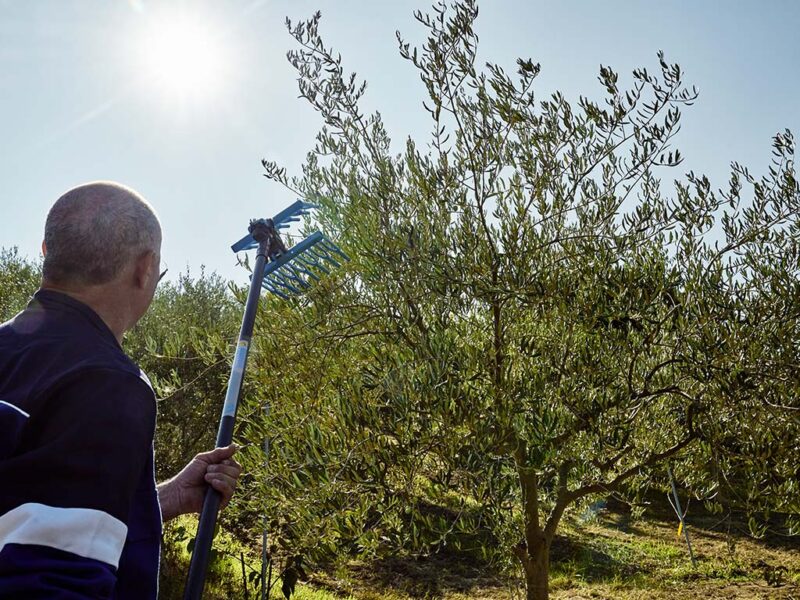Operatore con abbacchiatore pneumatico Campagnola Olistar Metal Top durante raccolta olive