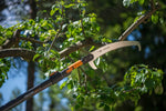 Seghetto curvo Fiskars QuikFit montato su manico telescopico durante potatura