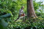 Operatore con motosega alla base di un grande albero