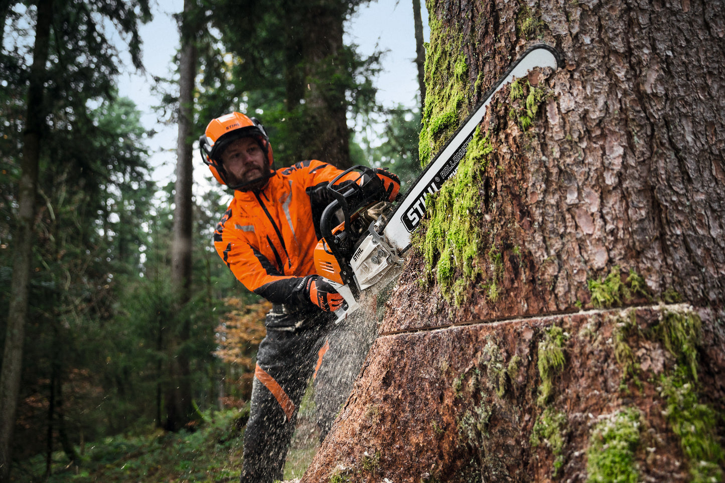 Motosega Stihl MS 500i in fase di abbattimento con spranga lunga