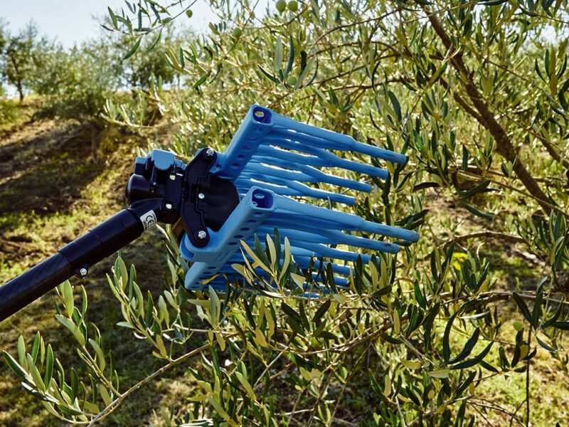 Testa Campagnola Olistar Metal Top abbacchiatore pneumatico su rami di olivo